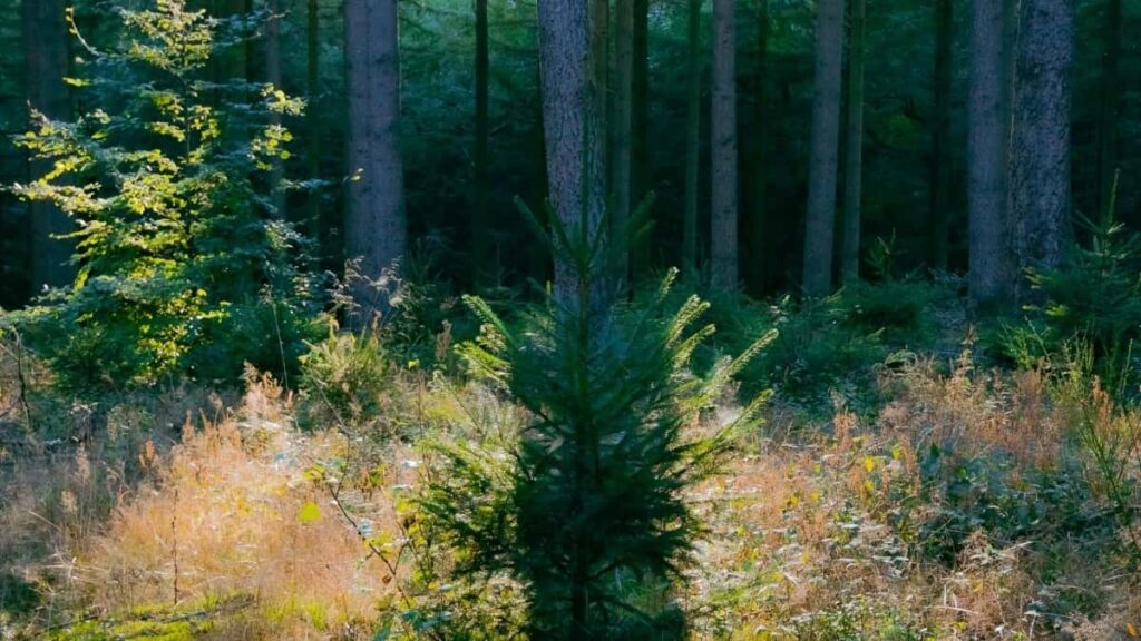 2025 Rusija Instagram cijene oglašavanja za sve kategorije