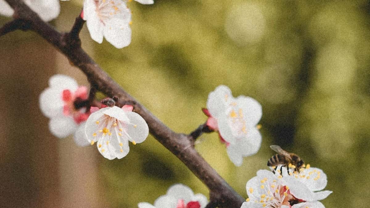 Kako kreatori iz CG koriste Apple Music i usluge influensera u Luksemburgu