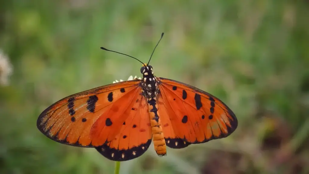 Praktičan vodič za oglašivače iz Crne Gore: kako locirati, provera i angažovanje Tanzania Josh kreatora za giveaway kampanje — brzo, bez fioka i sa jasnim koracima.