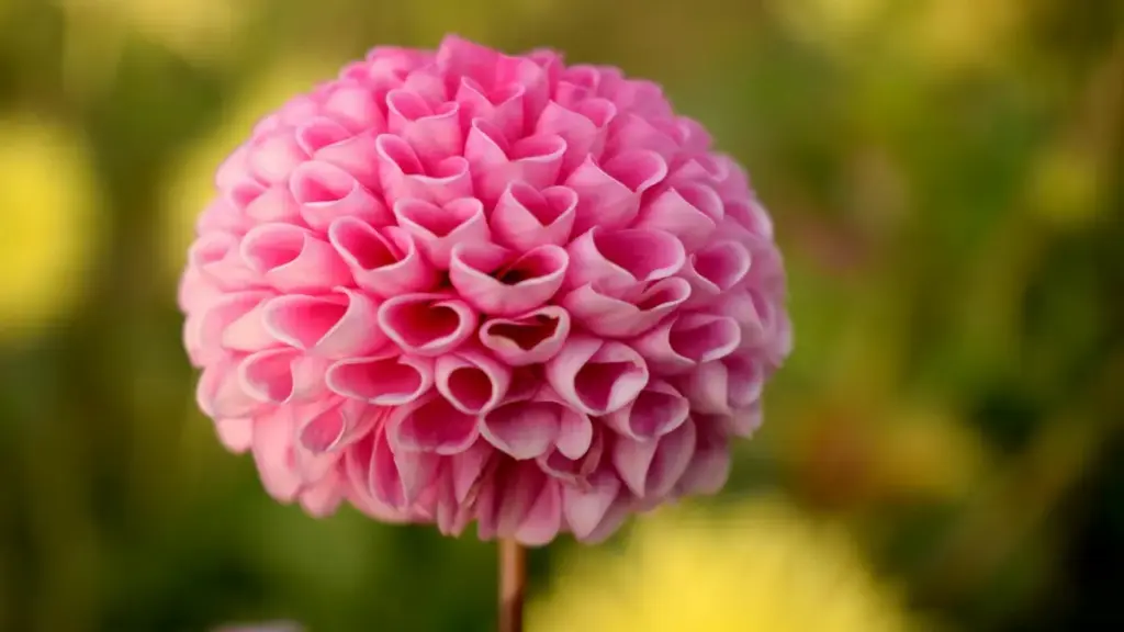 Praktičan vodič za kreatore iz Crne Gore: kako pronaći, kontaktirati i pregovarati sa švedskim brendovima preko vkontakte radi unboxing videa.