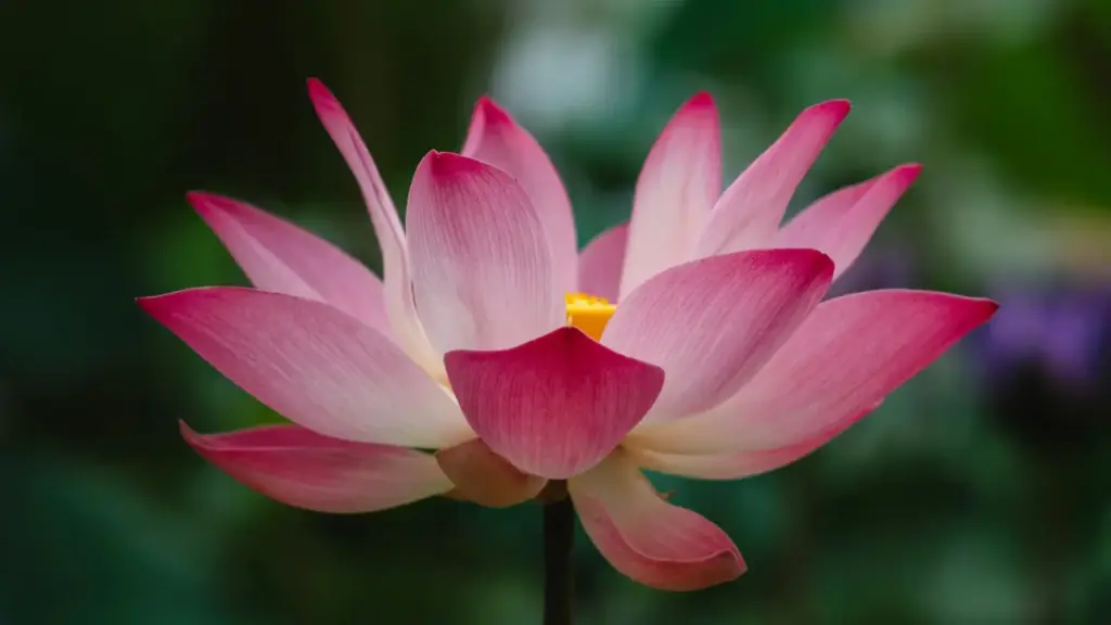 Praktičan vodič za marketare iz Crne Gore kako da pronađu i angažuju paraguajske kreatore na Twitteru (X) za promociju novih pjesama — taktike, alati, rizici i lokalni savjeti.