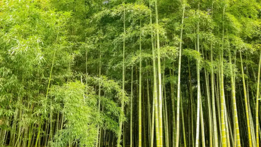 Praktičan vodič za crnogorske kreatore: kako kontaktirati bahreinske brendove na Twitchu, pravila suradnje i konkretni outreach koraci.