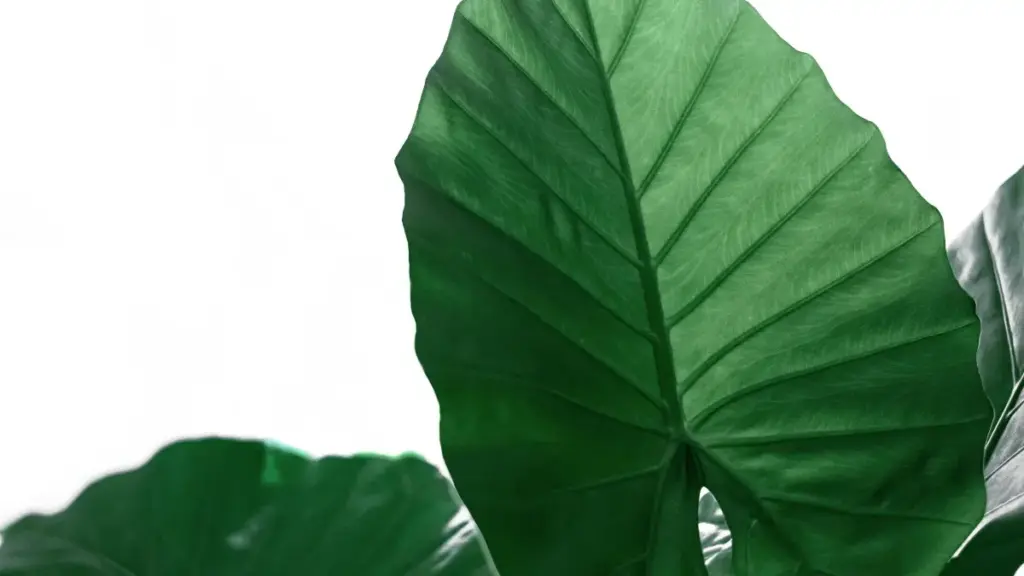 Praktičan vodič za kreatore iz Crne Gore: kako pristupiti češkim brendovima na Xiaohongshu, graditi seeding i pisati jake CTA koje pretvaraju lajkove u prodaju.