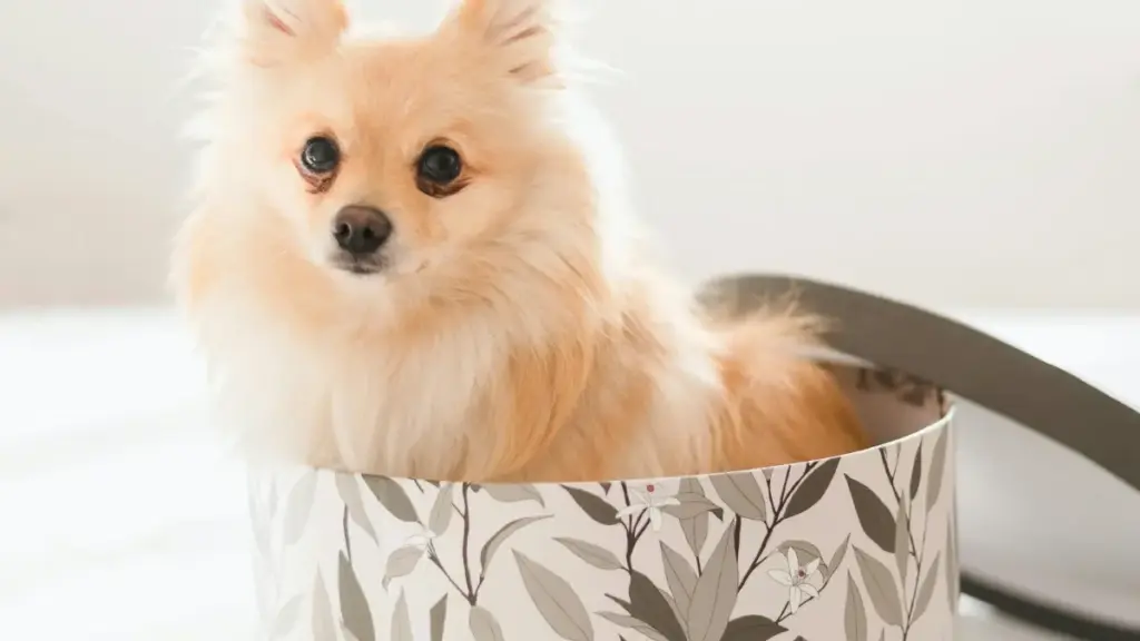 Praktičan vodič za kreatore iz Crne Gore: kako kontaktirati meksičke brendove na Bilibili, dokazati kredibilitet u medija kitu i sklopiti prve saradnje.