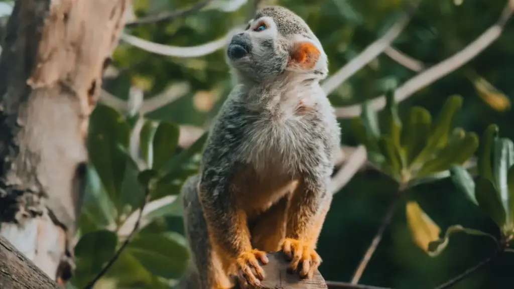 Praktičan vodič za kreatore iz Crne Gore: kako pristupiti austrijskim brendovima preko WeChat-a i zajedno širiti zdrave navike među pratiteljima.