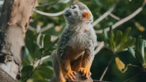 Praktičan vodič za kreatore iz Crne Gore: kako pristupiti austrijskim brendovima preko WeChat-a i zajedno širiti zdrave navike među pratiteljima.