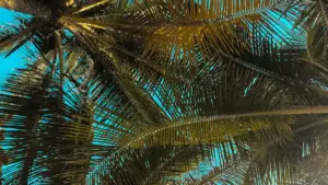 Praktičan vodič za crnogorske kreatore: kako pronaći i pitch-ovati armenske brendove na Chingari, pregovarati za snimanje iza scene i isporučiti viralni BTS sadržaj.