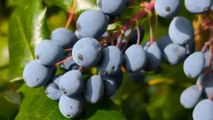 Praktičan vodič za kreatore iz Crne Gore: kako pronaći, pristupiti i završiti u kampanjama latvijskih brendova na Roposo—savjeti, taktike i realni primjerci.