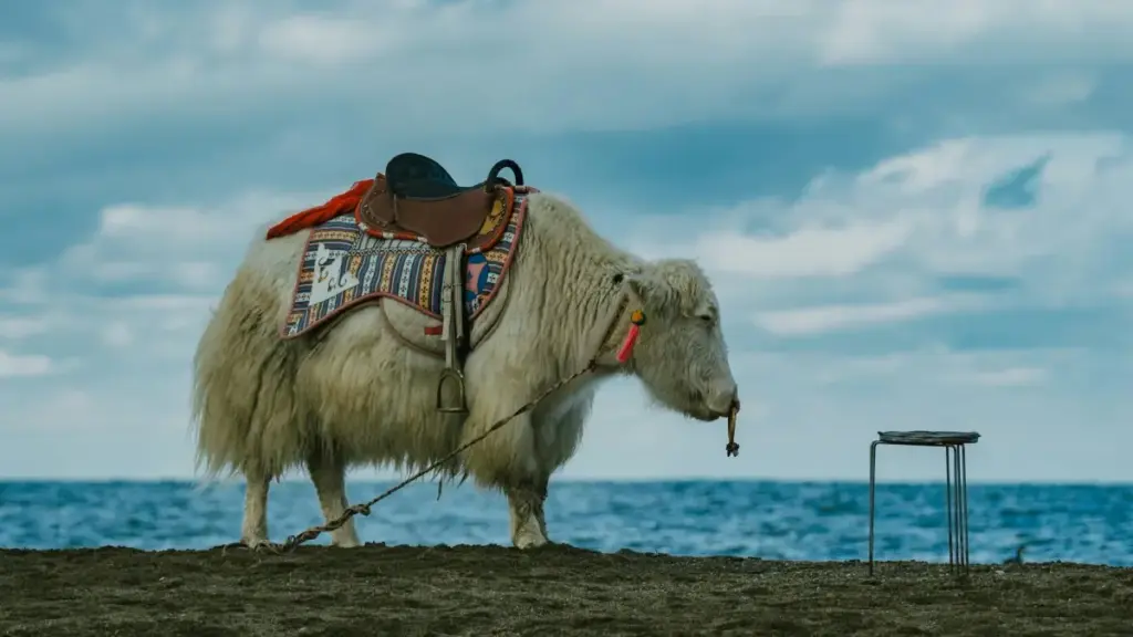 Praktičan vodič za oglašivače iz Crne Gore: kako identifikovati, vrednovati i započeti zajedničke kampanje sa argentinskim SoundCloud kreatorima.