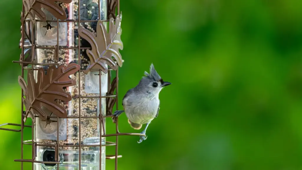 Praktičan vodič za oglašivače iz Crne Gore: kako locirati, verifikovati i platiti Malta Telegram kreatore za promotivne kampanje suplemenata uz lokalne taktike i rizike.