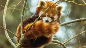 Praktičan vodič za marketere u Crnoj Gori: kako naći Paraguay Viber kreatore za fiksne promotivne dogovore, koraci, pregovaranje i rizici.