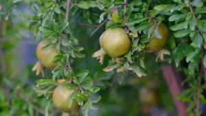 Praktičan vodič za crnogorske kreatore: kako pristupiti holandskim brendovima preko Apple Music, praviti lokalizovan sadržaj i skalirati kampanje za NL tržište.