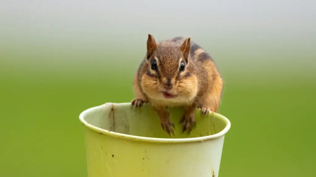 Praktičan vodič za crnogorske kreatore: kako doprijeti do venezuelskih brendova na Takatak, pregovori, modeli zarade i legalni rizici.