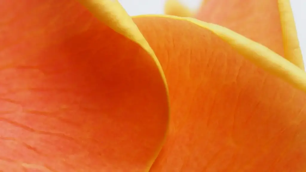 Praktičan vodič za oglašivače iz Crne Gore: kako identifikovati, angažovati i meriti kampanje sa kreatorima iz Gruzije na Xiaohongshu‑u.