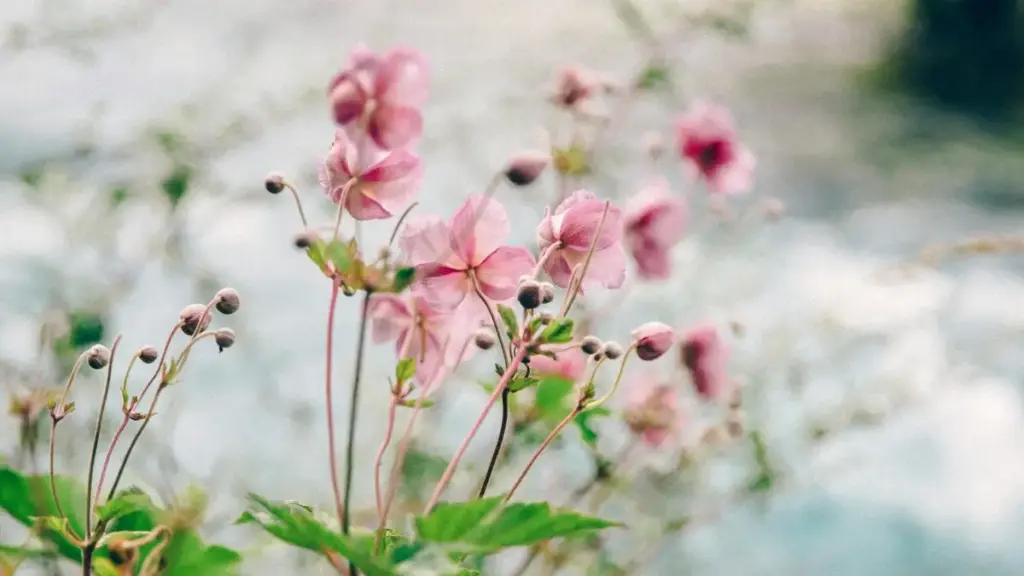 Praktičan vodič za marketing timove iz Crne Gore: kako identifikovati, kontaktirati i poslati PR pakete tuniškim Snapchat kreatorima uz lokalne taktike i rizike.