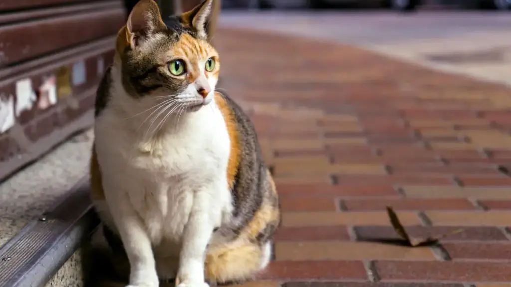 Praktičan vodič za crnogorske kreatore: kako kontaktirati ciparske brendove kroz HBO Max sadržaj, pravni kontekst i taktike za styling saradnje.