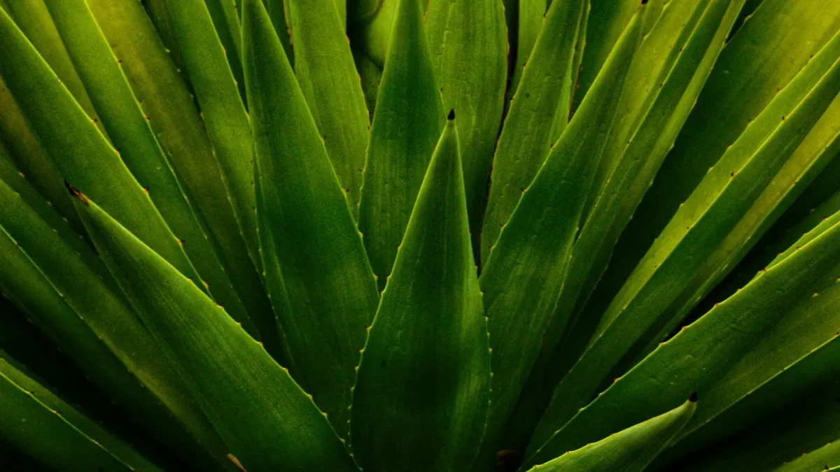 Puerto Rico Pinterest kreatori za zdrav reach